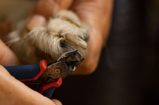 Kit Corta Uñas para Mascota